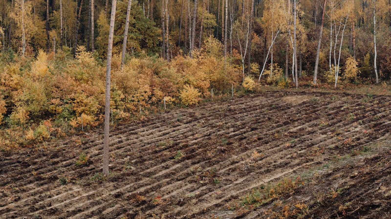 Выкуп земельных участков в Санкт-Петербурге и Ленинградской области — Autumn farmland landscape bordered by a vibrant forest. Ideal for nature and agricultural themes.